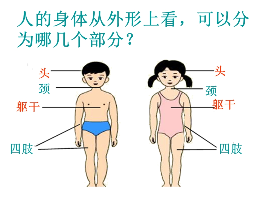 冀教版六年级科学下册《奇妙的人体》ppt课件.ppt_第2页