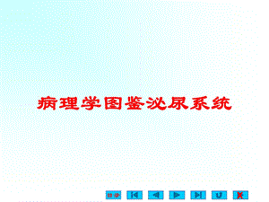 病理学图鉴泌尿系统培训课件.ppt