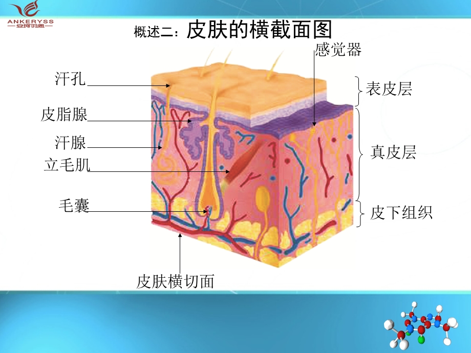 皮肤基本结构与生理功能课件.ppt_第3页