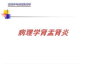 病理学肾盂肾炎培训课件.ppt