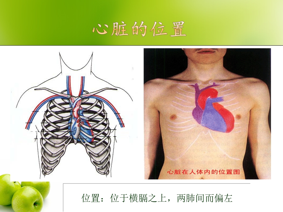 冠心病定义、诊断、发病机制ppt课件.ppt_第2页