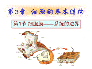 细胞表面有弹性课件.ppt