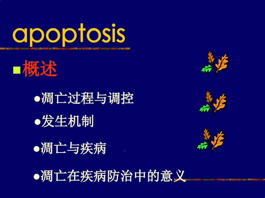 病理生理学12细胞凋亡与疾病课件.ppt_第2页