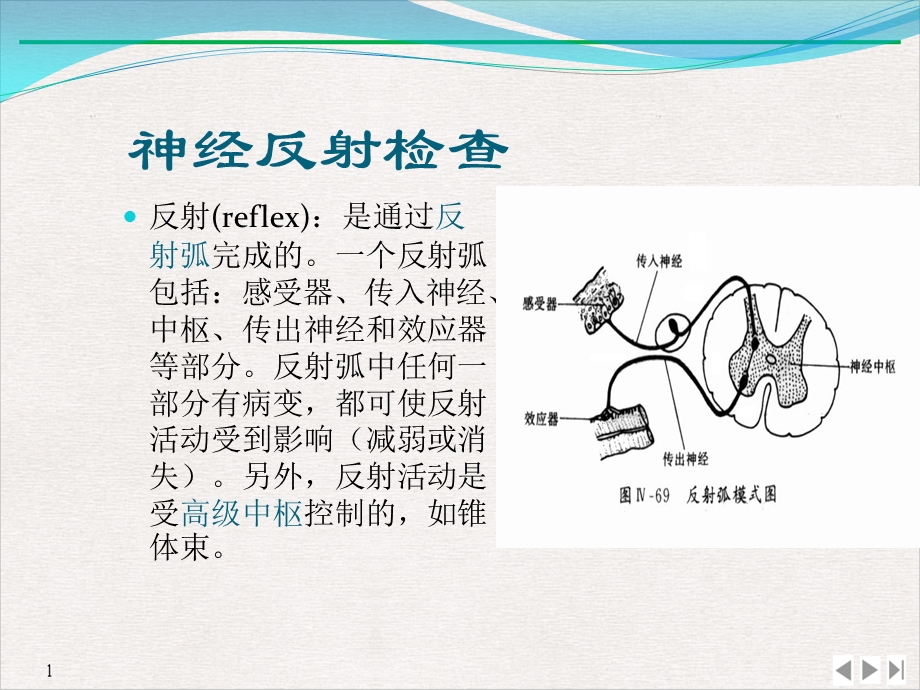 病理反射及脑膜刺激征课件.pptx_第1页