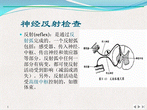 病理反射及脑膜刺激征课件.pptx