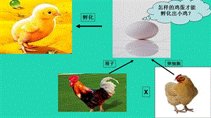 新人教版八年级生物下册基因在亲子代间的传递课件.ppt