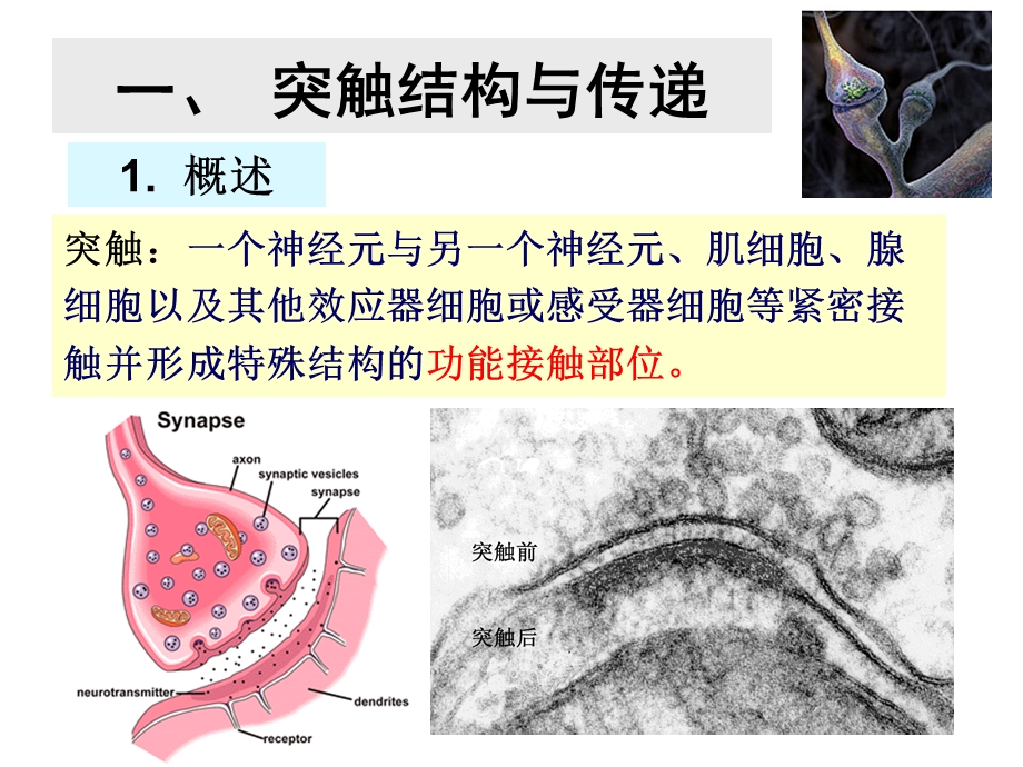 神经元间的信息传递课件.ppt_第3页