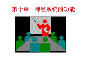 神经系统的功能课件.ppt