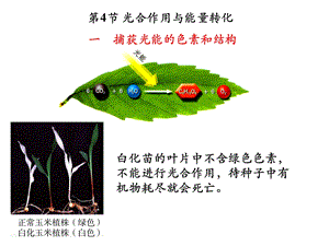 第5章第4节光合作用与能量转化(第1课时)课件.pptx