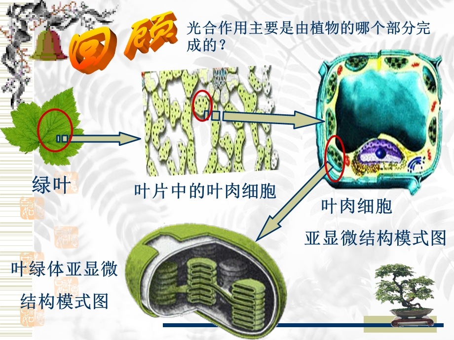 人教版教学ppt课件光合作用课件人教版.ppt_第2页