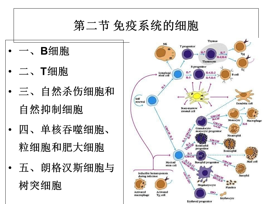 第五章免疫系统的组织、器官与细胞2课件.ppt_第3页