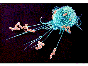 第五章免疫系统的组织、器官与细胞2课件.ppt