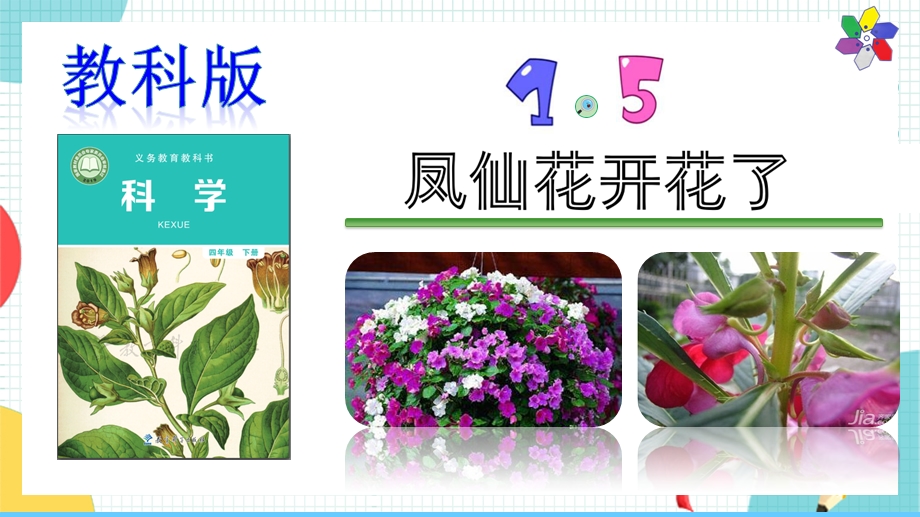 教科版四年级下册科学15《凤仙花开花了》课件.pptx_第1页