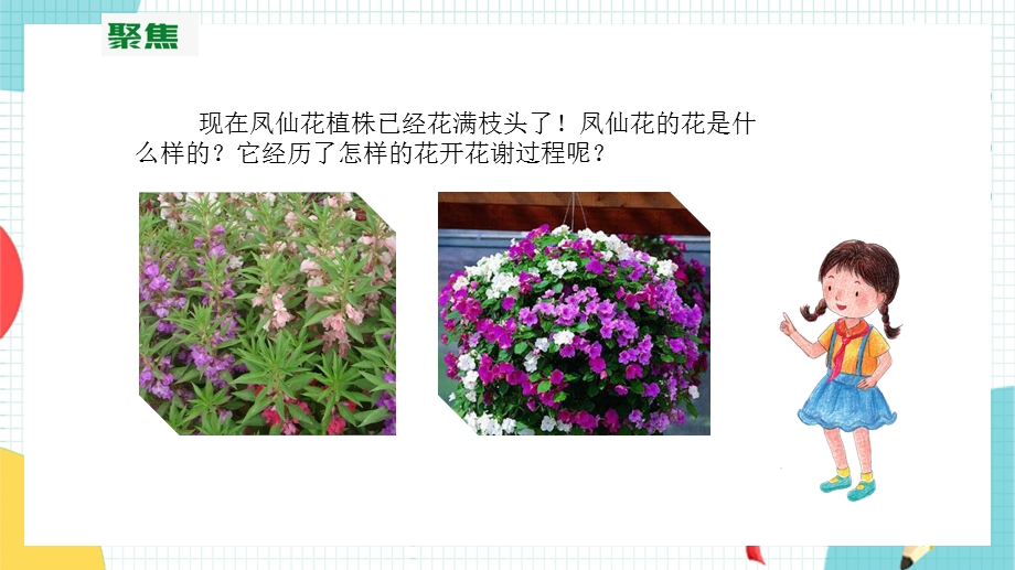 教科版四年级下册科学15《凤仙花开花了》课件.pptx_第3页