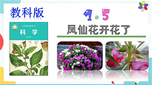 教科版四年级下册科学15《凤仙花开花了》课件.pptx