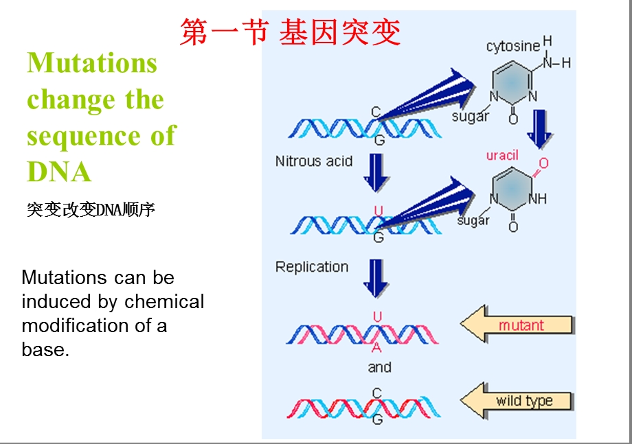 分子生物学第五章基因突变和修复ppt课件.ppt_第2页