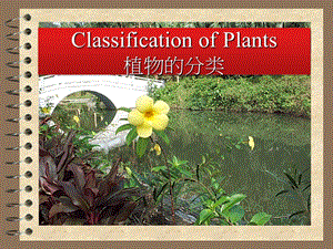 植物分类课件.pptx