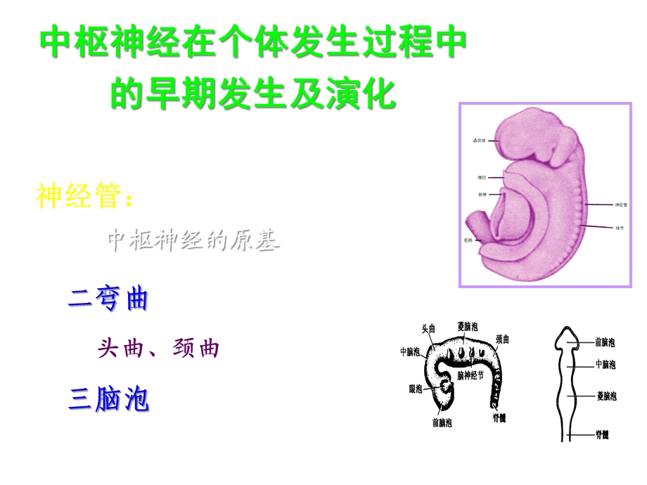 神经系统端脑课件.ppt_第2页