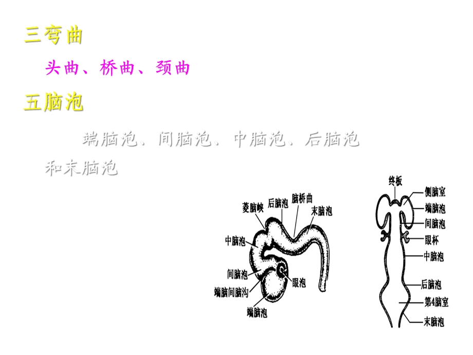 神经系统端脑课件.ppt_第3页