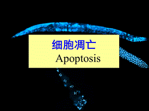 分子生物学 6细胞凋亡ppt课件.ppt