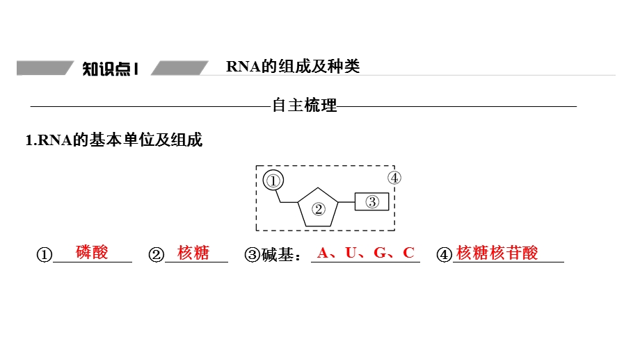 第1节基因指导蛋白质的合成课件.ppt_第3页