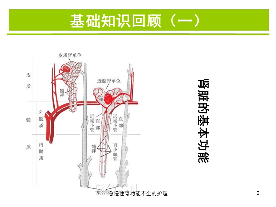 急慢性肾功能不全的护理培训课件.ppt_第2页