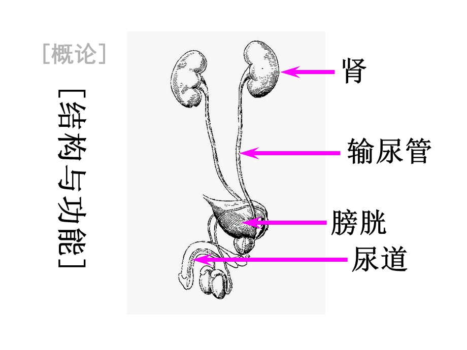 病理学：泌尿系统疾病课件.ppt_第3页