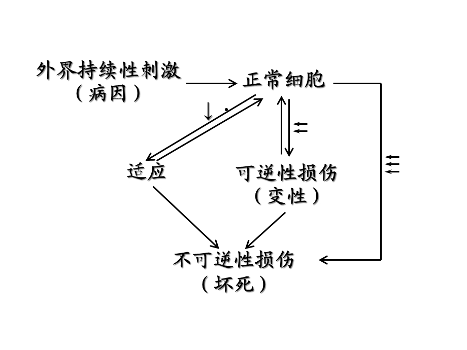 第一章细胞和组织的适应、损伤与修复课件.ppt_第2页