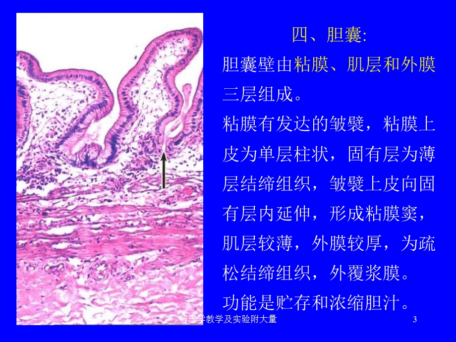 病理学教学及实验附大量课件.ppt_第3页