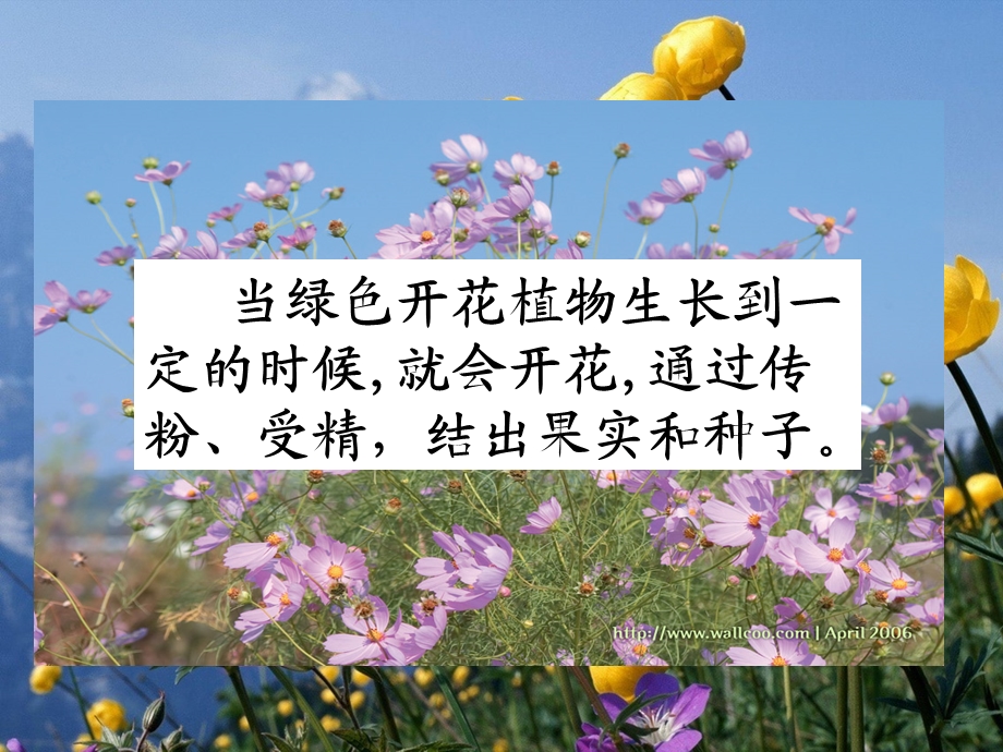 中考生物复习 绿色开花植物的一生ppt课件.ppt_第2页