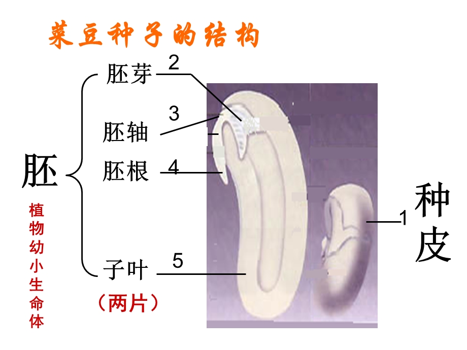 中考生物复习 绿色开花植物的一生ppt课件.ppt_第3页