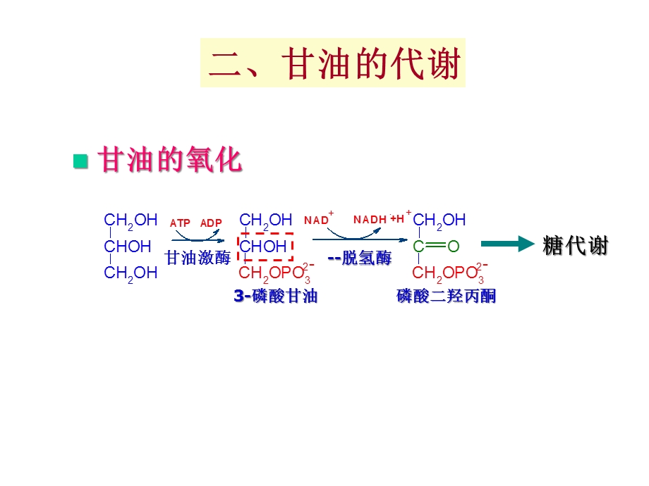 第七章3脂代谢课件.ppt_第2页