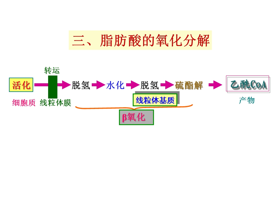 第七章3脂代谢课件.ppt_第3页