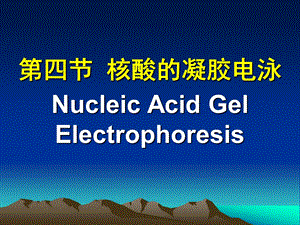 分子生物学实验技术(核酸的凝胶电泳)ppt课件.ppt