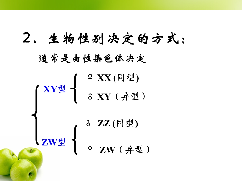 伴性遗传上课ppt课件.ppt_第2页