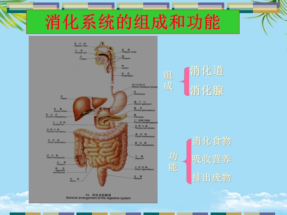 病理教研室消化系统疾病全面版课件.ppt_第2页