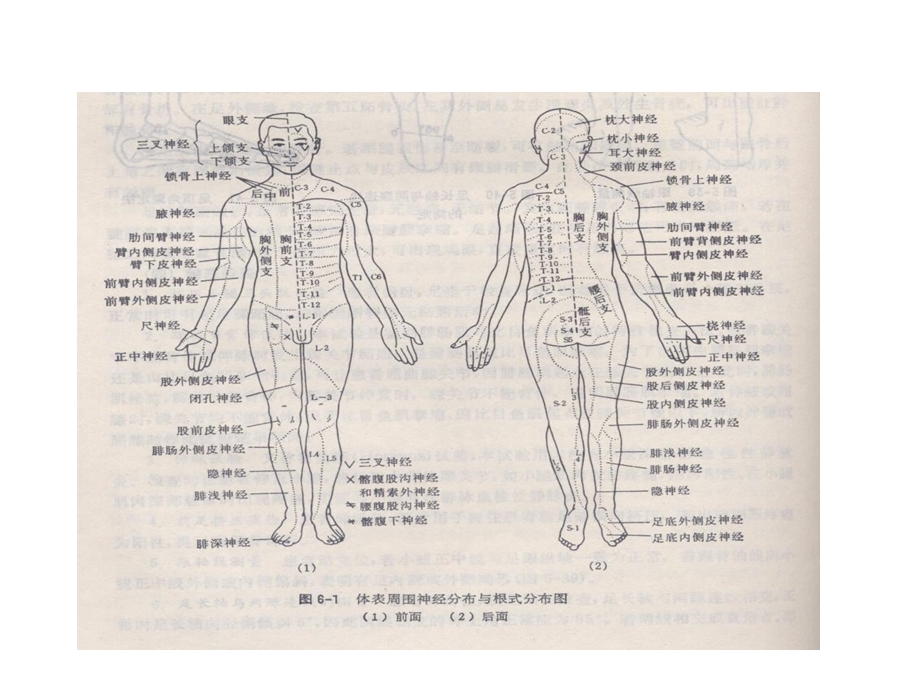 神经功能感检查法课件精选.ppt_第3页