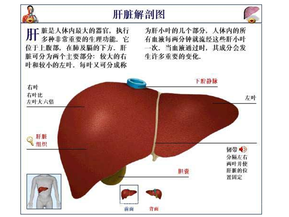 病毒性肝炎的预防和治疗课件.ppt_第3页