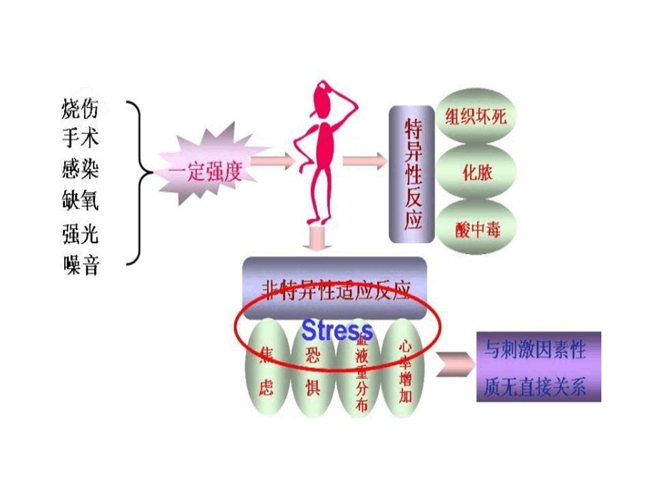 病理生理学第9章应激课件.ppt_第3页