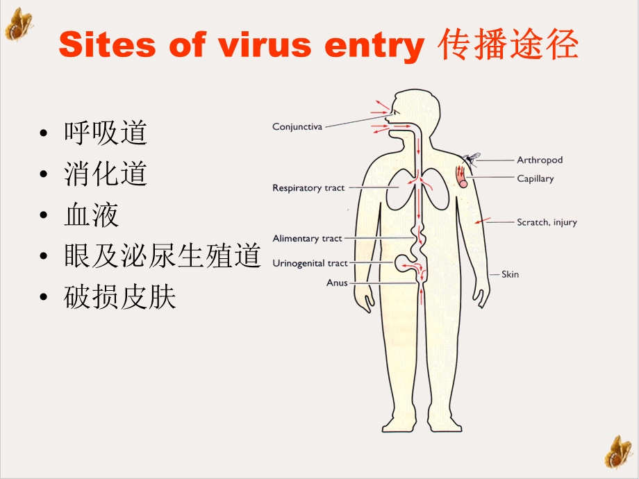 病毒的感染与免疫实用课件.ppt_第3页