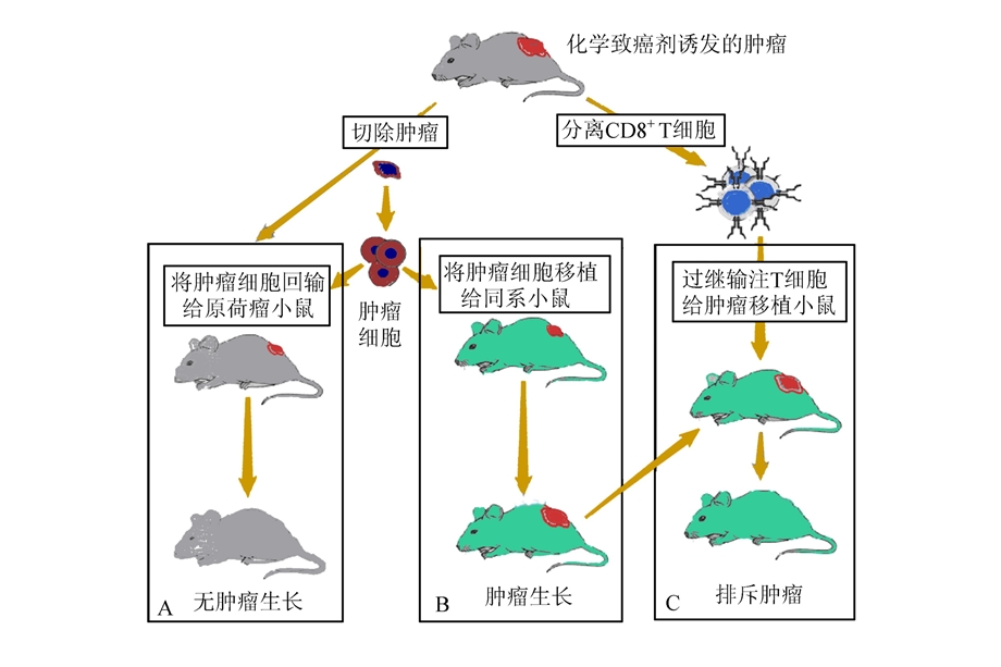 分子免疫学肿瘤免疫与免疫治疗ppt课件.ppt_第2页