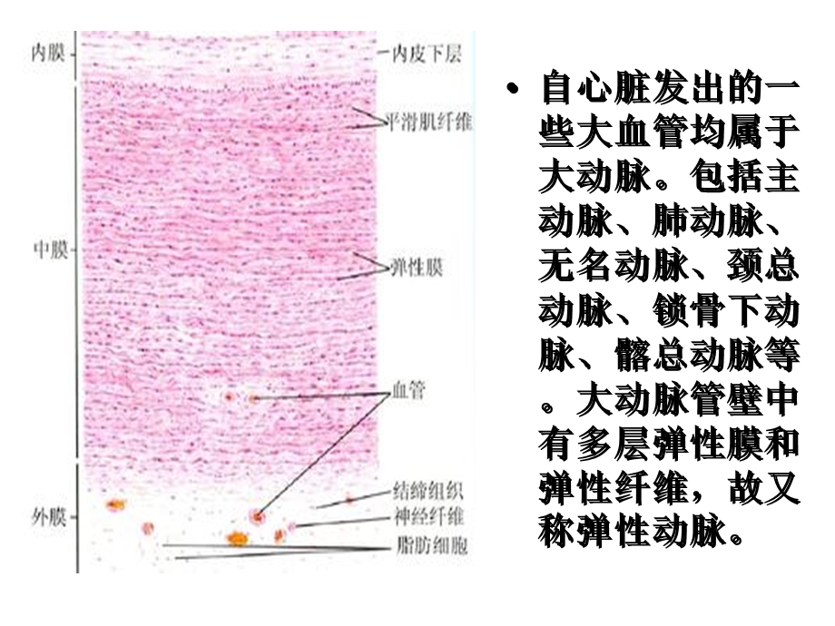 病理学：心血管系统疾病课件.ppt_第3页