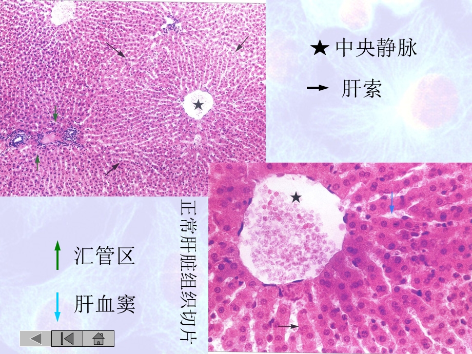 病理切片图例课件.ppt_第2页