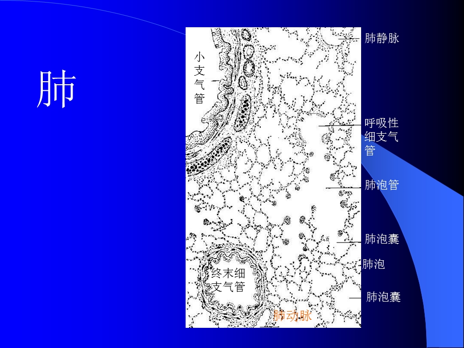 病理学呼吸系统疾病本科课件.pptx_第3页