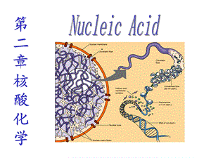 第二章+核酸化学课件.ppt