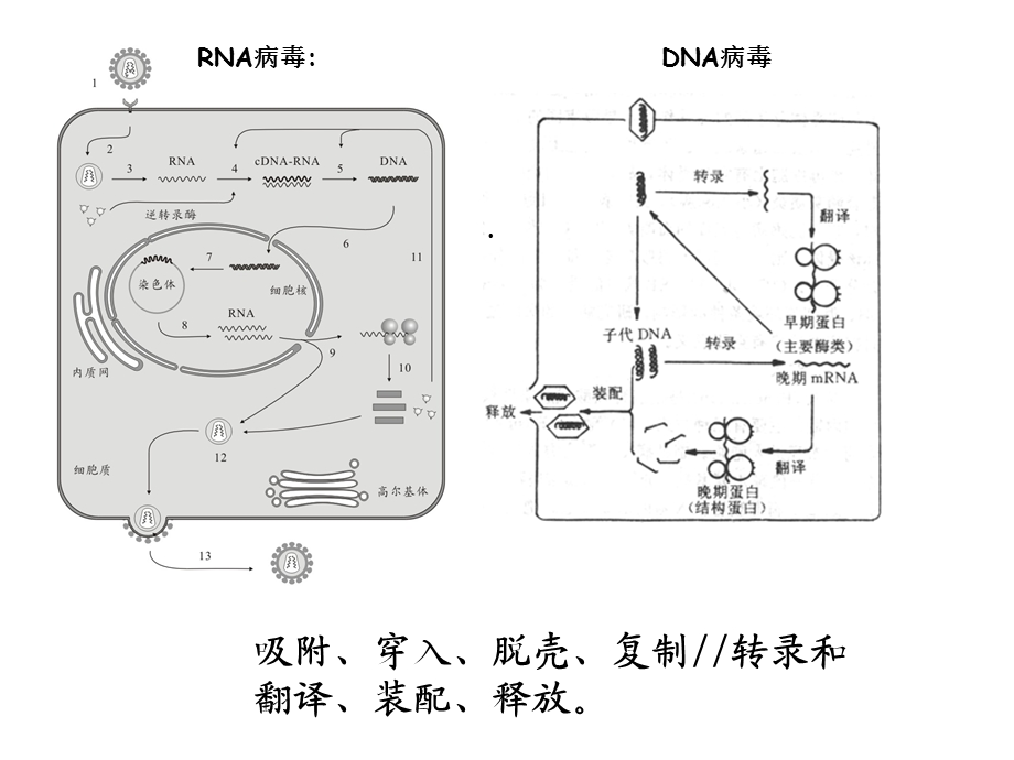 第四十四章抗病毒药和抗真菌药课件.ppt_第3页