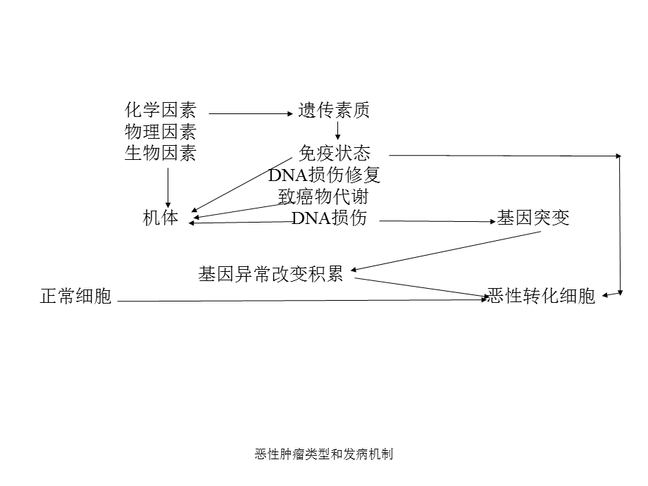 恶性肿瘤类型与发病机制课件.ppt_第2页