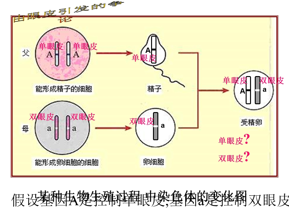 第七单元第二章第三节基因的显性和隐性(共30张)课件.ppt_第2页