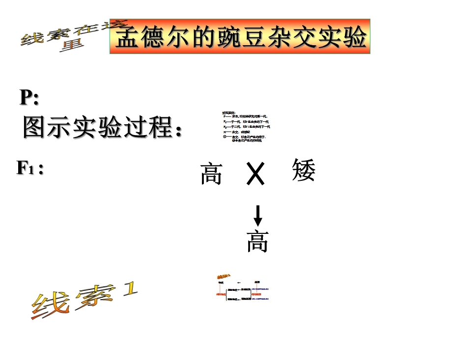 第七单元第二章第三节基因的显性和隐性(共30张)课件.ppt_第3页