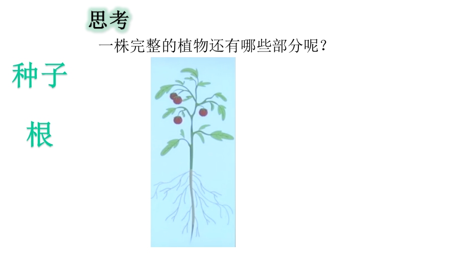 大象版小学科学新版三年级下册科学茁壮成长课件.pptx_第3页